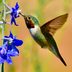 Blue Beauty: Grow Delphinium in Your Flower Garden