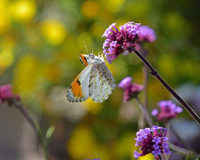 Verbena Bonariensis