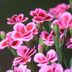 Grow Dianthus for Fragrant Flowers and Fancy Foliage