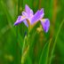 Blue Flag Iris Care and Growing Tips