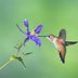 Columbine Flower Brings in the Hummingbirds