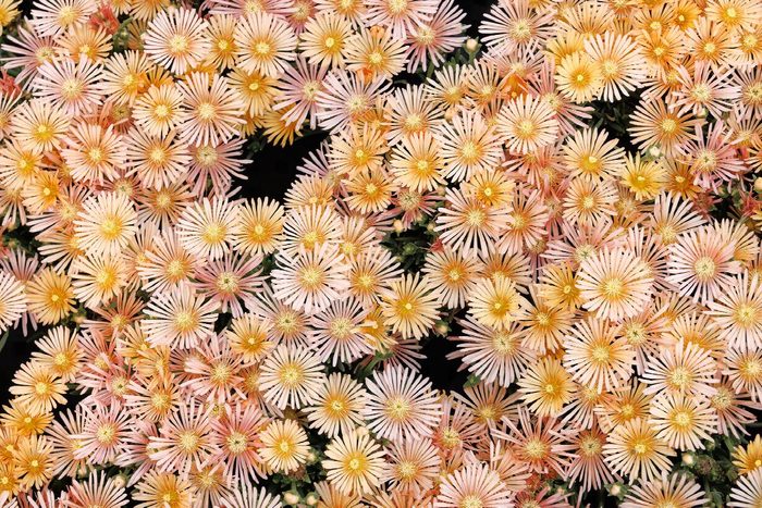 46234 Delosperma Alan S Apricot 4208mnc
