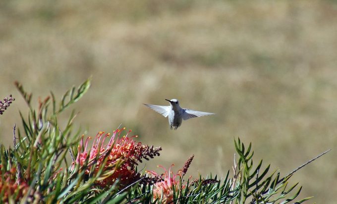 white hummingbird