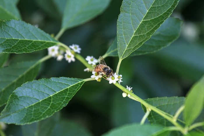 Bee Wintrbrry rain garden plants