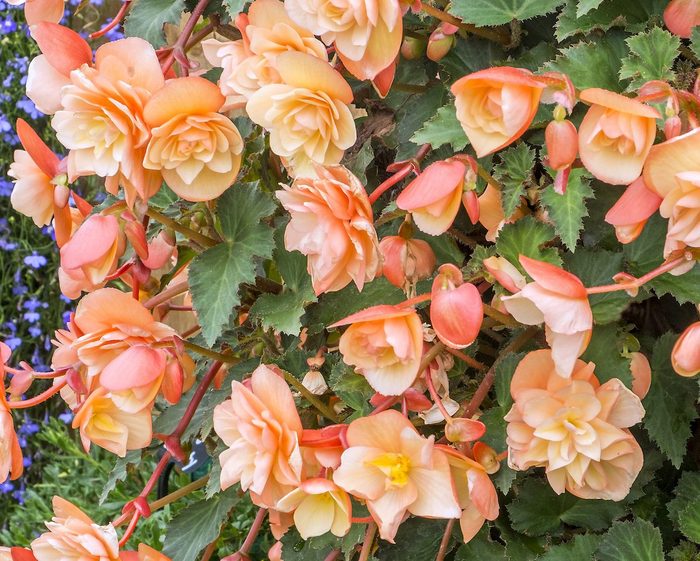BEGONIA 'FRAGRANT FALLS PEACH'