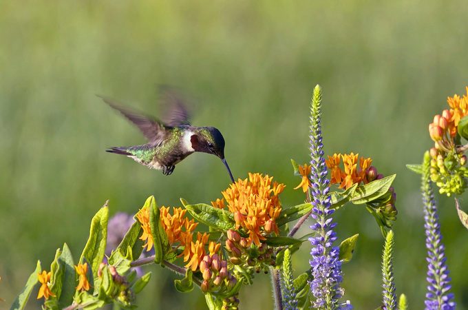 The Ruby Throated Hummingbird (archilochus Colubris)