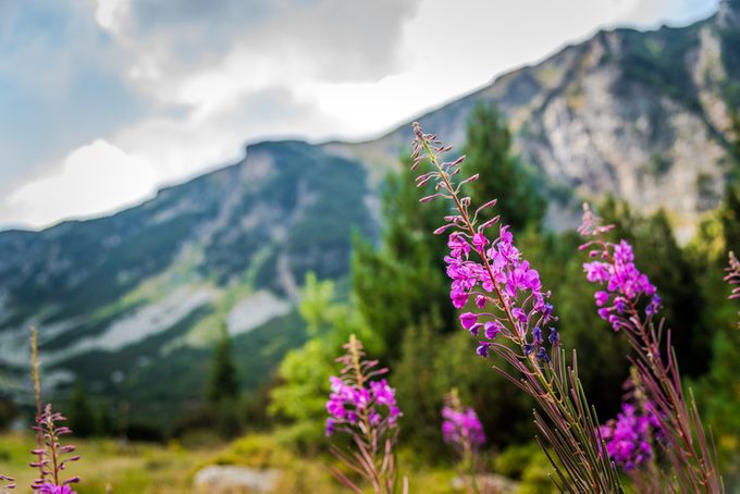 Chamerion angustifolium (Fireweed , chai Ivan) blooming plant / herb in the mountain. Natural herb concept. Natural medicine plant. Rila mountain, Bulgaria