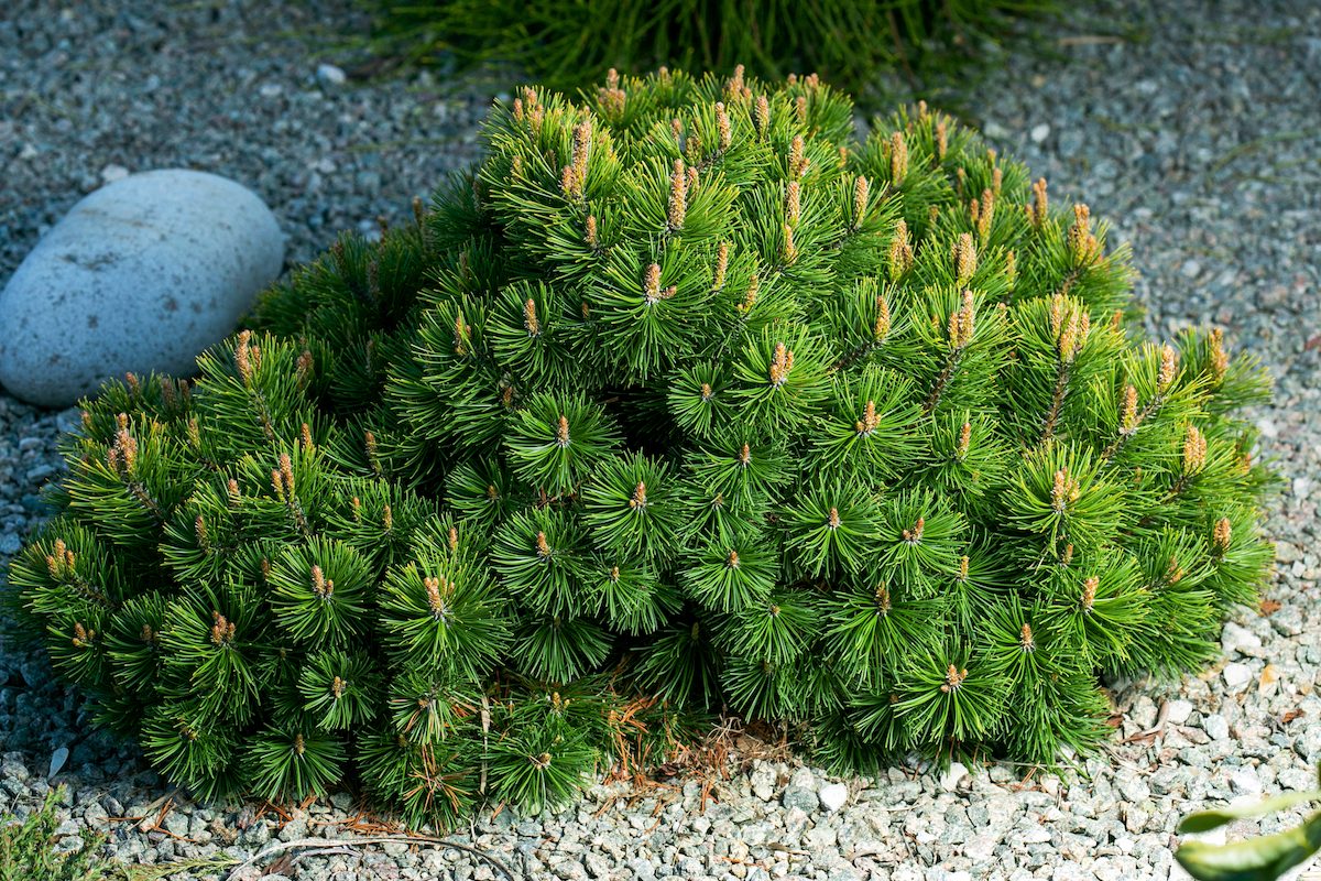 Cultivar Dwarf Mountain Pine Pinus Mugo Var. Pumilio In The Rocky Garden.