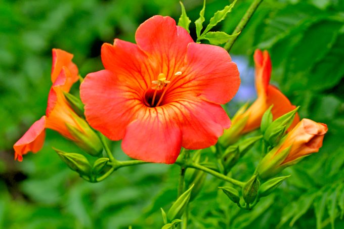 Campsis Radicans / Trumpet Creeper / Trumpet Vine, native plants for hummingbirds