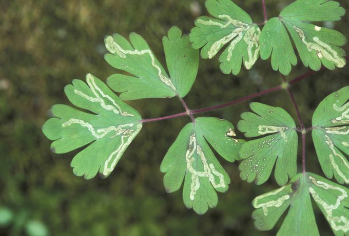 Trails of leaf miner insect larva on columbine leaves. Illinois. USA.
