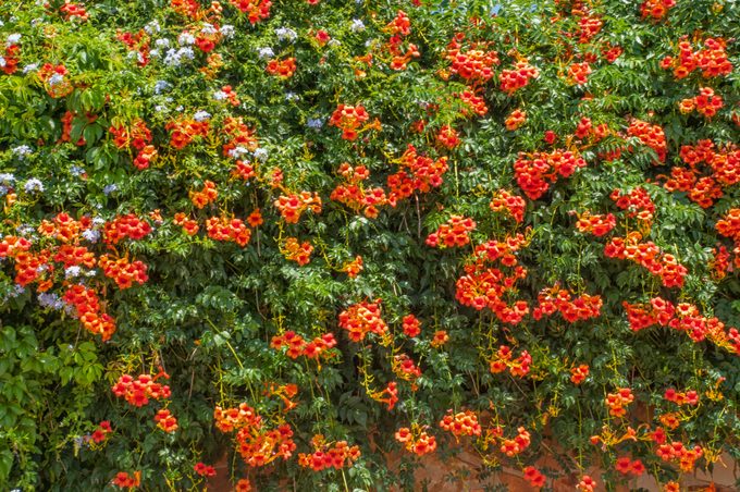 Campsis Radicans Flowers