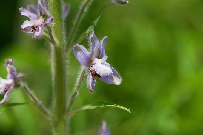 Flower of a tall larkspur, Delphinium exaltatum