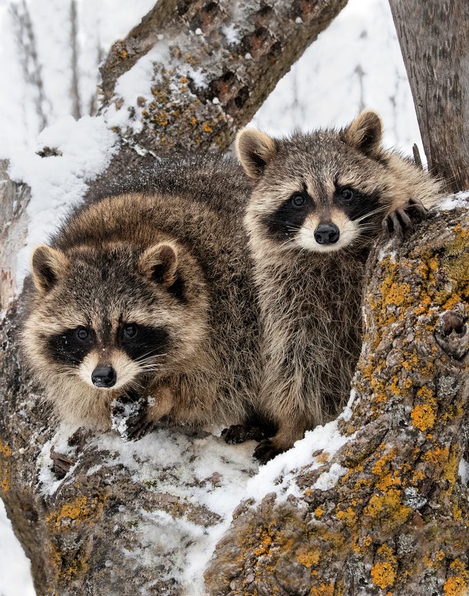 Raccoons