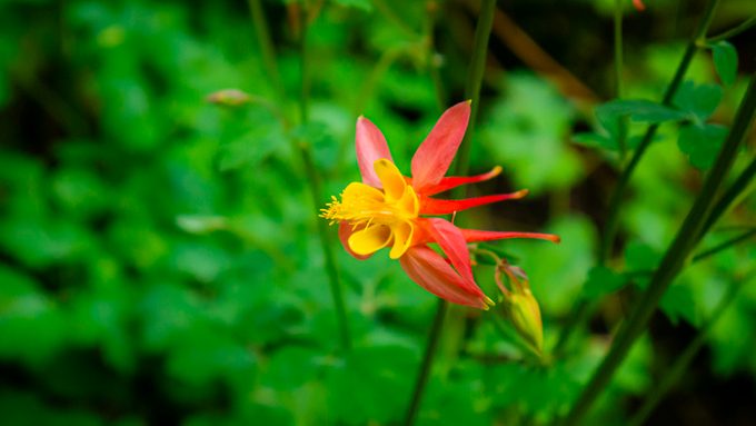 Crimson columbine, Aquilegia formosa