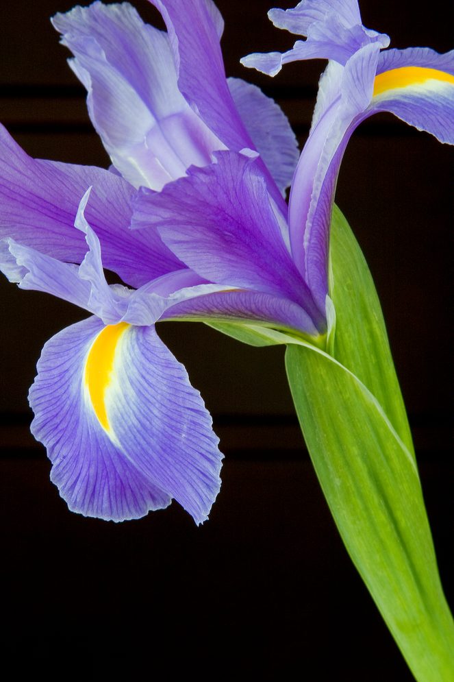 iris not blooming