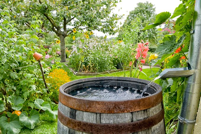 Rain barrel in the garden