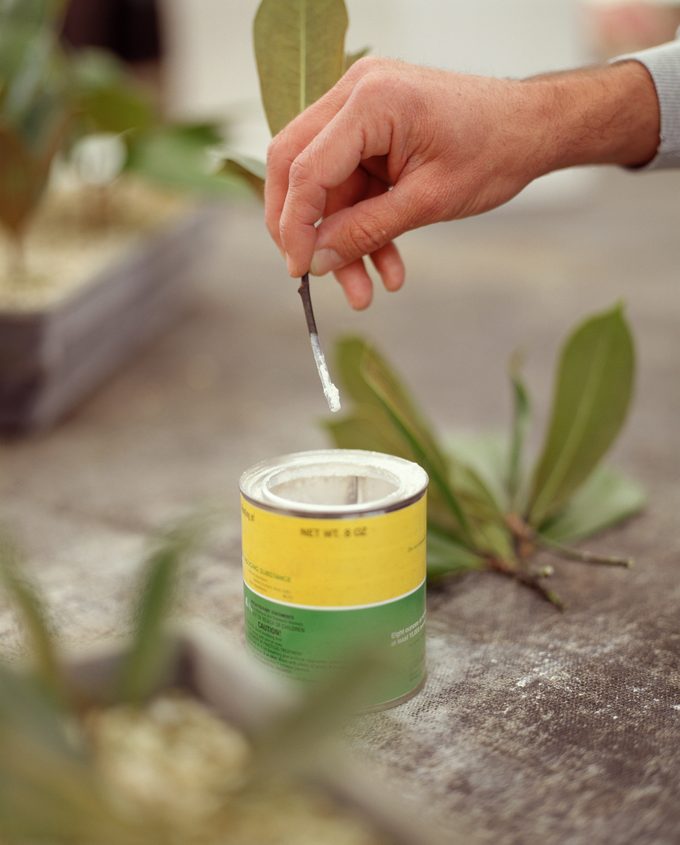 Dipping Magnolia cuttings in hormone powder