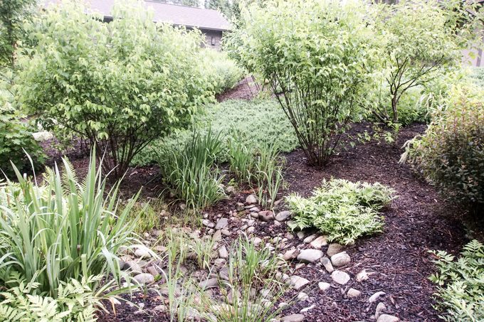 Rain garden in summer surrounded by shrubs