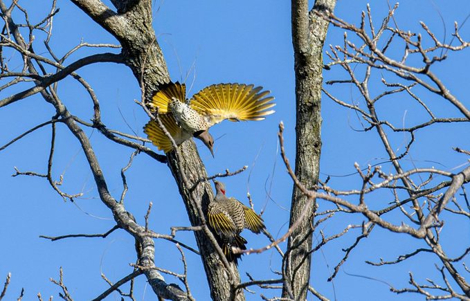 Northern Flickers