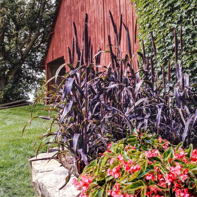 birdseed plants
