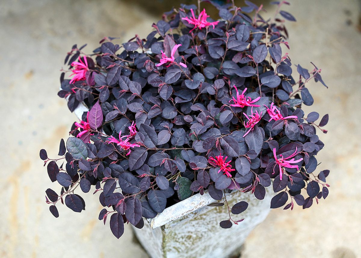 Pw Jazz Hands Mini Loropetalum