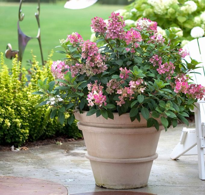 Pw Little Quick Fire Hydrangea