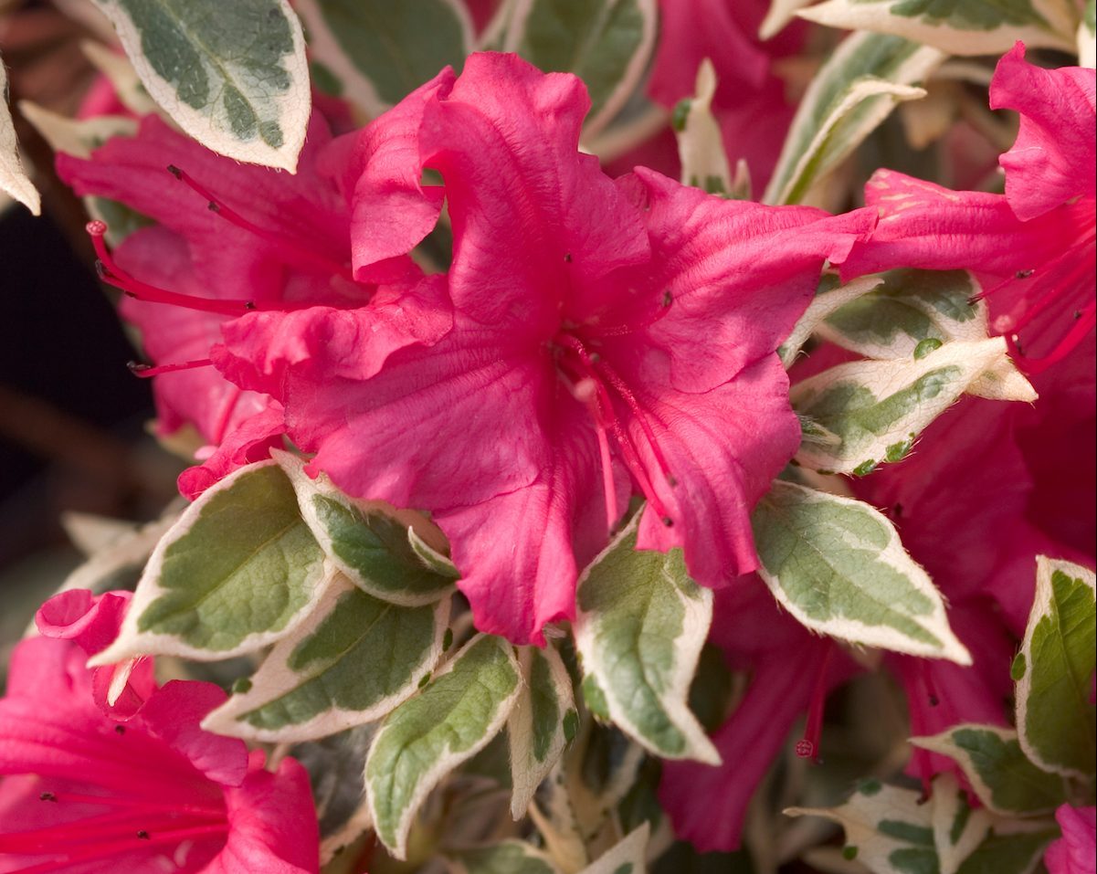 Pw Rhododendronbollywoodcrw6248