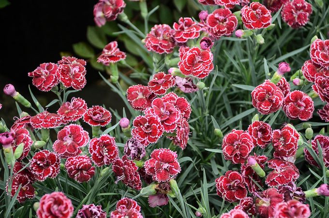 Pwdianthus Blackcherryfrost
