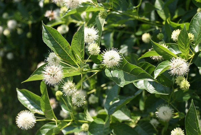 Pwsugar Shack Cephalanthus