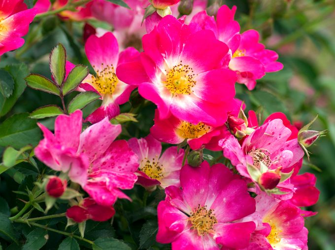 Pinkdrift Blooms 003