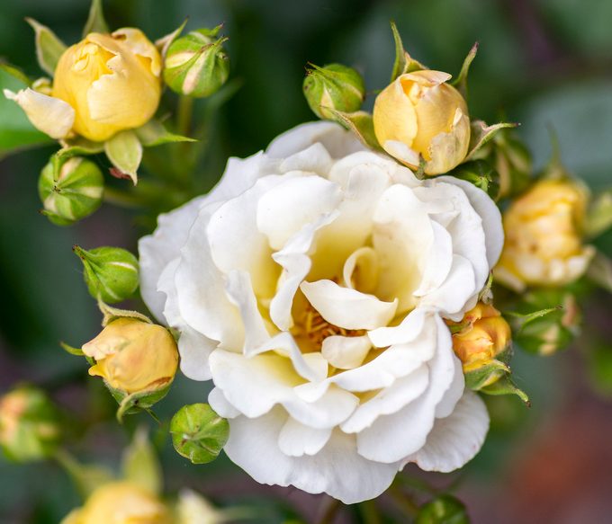 Popcorn Drift Blooms 002
