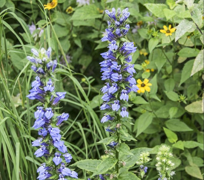 Prairienurserylobdsc 0717