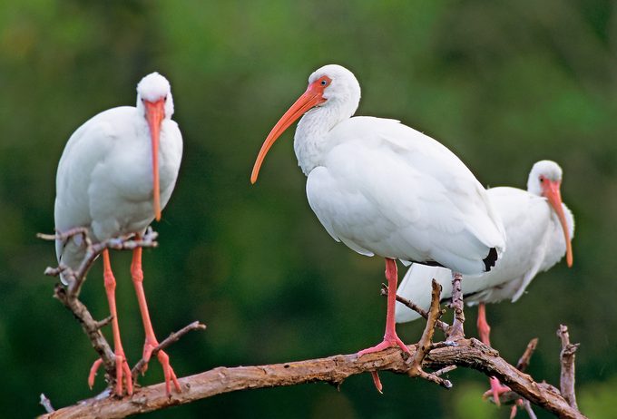 White Ibis, Eudocimus Albus