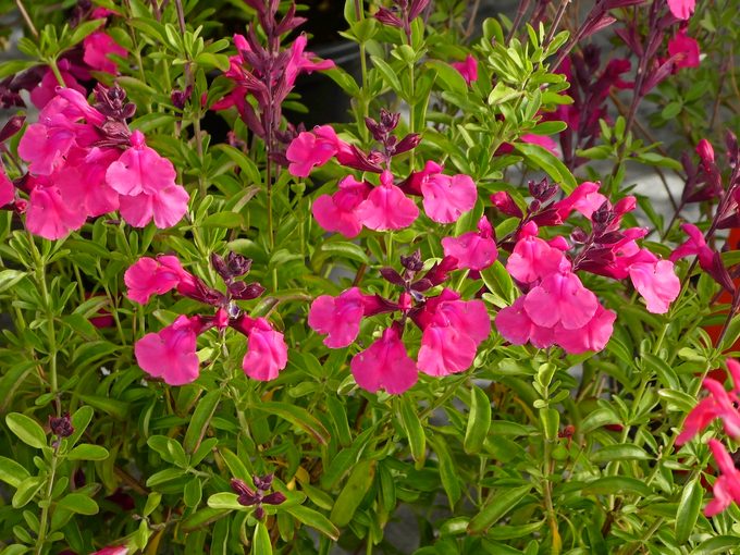 Salvia Greggii Cold Hardy Pink Close Up 2