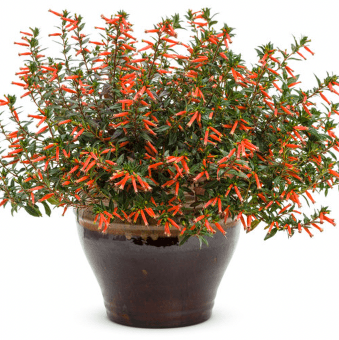 vermillionaire plant