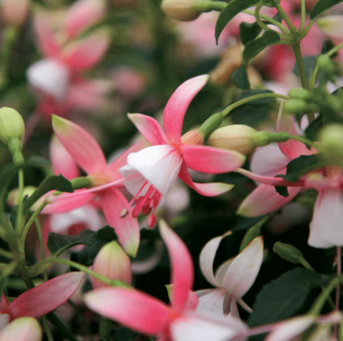 shadow dancer rosella fuchsia plant