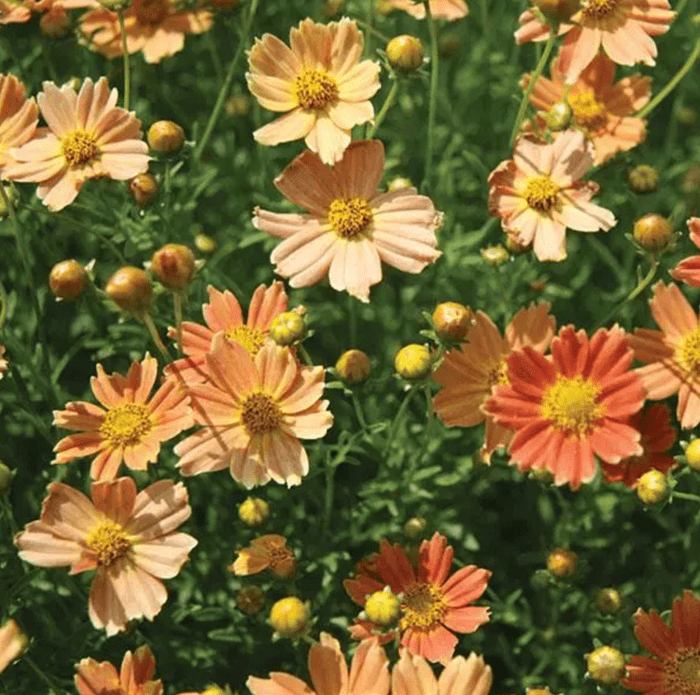 Coreopsis verticillata Crème Caramel