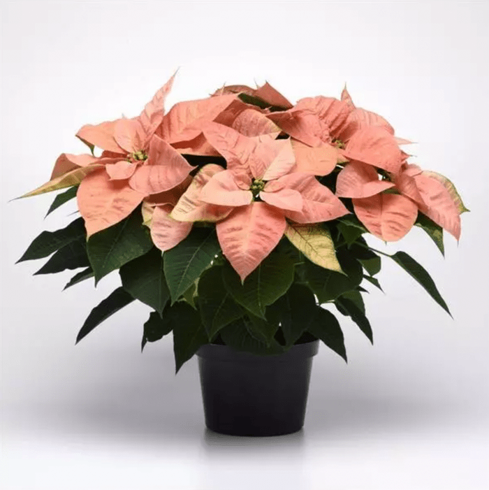 christmas beauty cinnamon poinesettia
