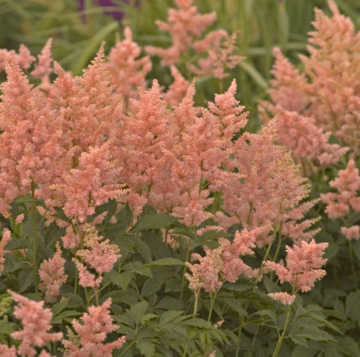 peach blossom astilbe