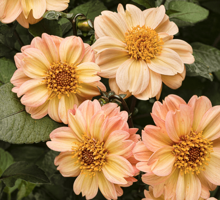 DAHLIA – DAHLIGHTFUL® GEORGIA PEACH – DAHLIA VARIABILIS