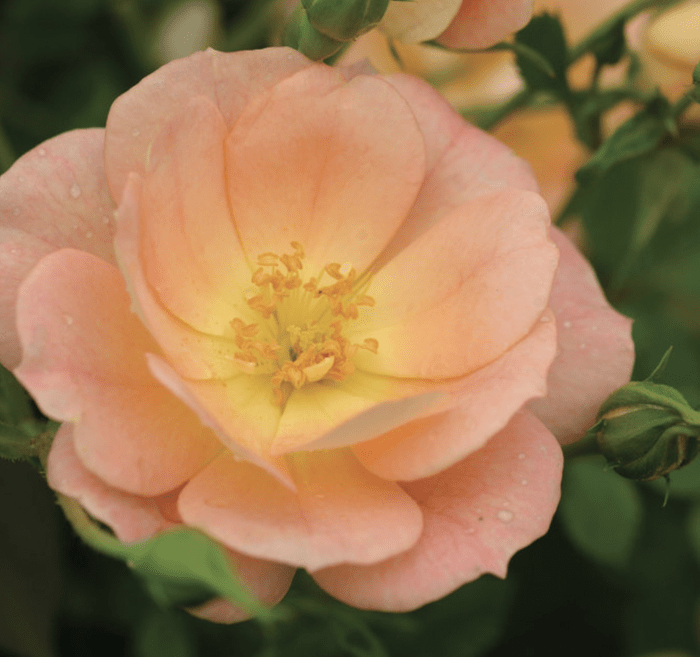 ROSA – OSO EASY® PEACHY CREAM