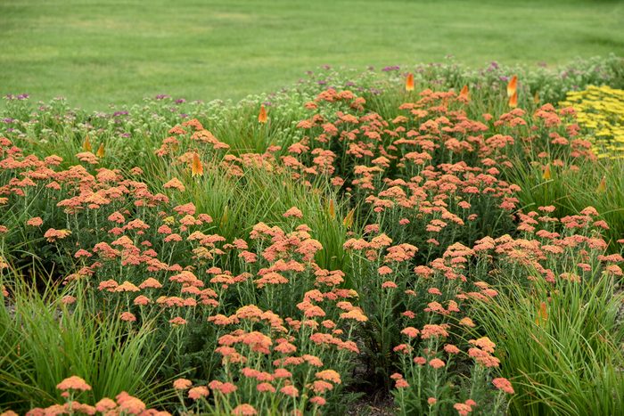 Achillea Firefly Peach Sky Apj20 2