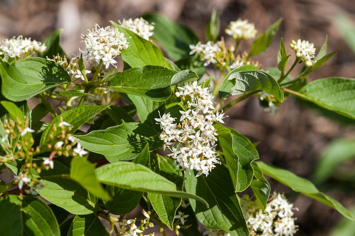 Cornusfiredancebailey, rain garden plants