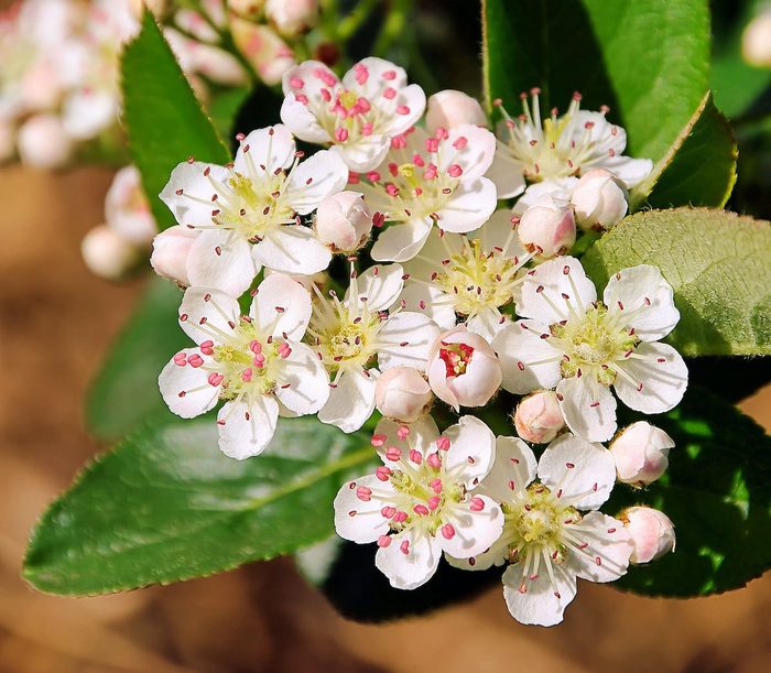 Chokeberries Flower
