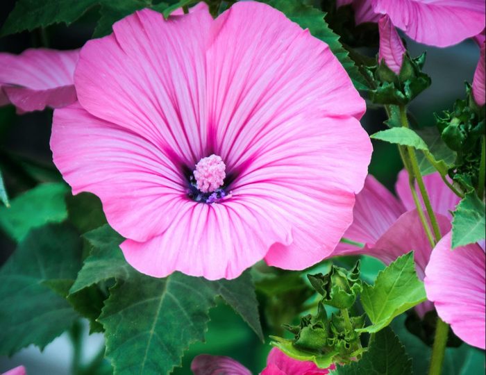 Rose Mallow Macro