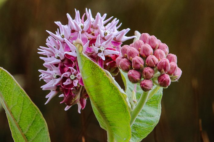 Swamp Milkweed In Bloom
