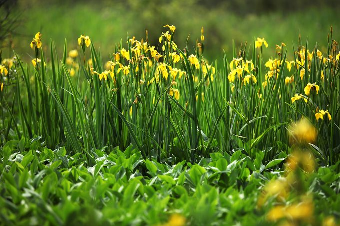 yellow flag iris