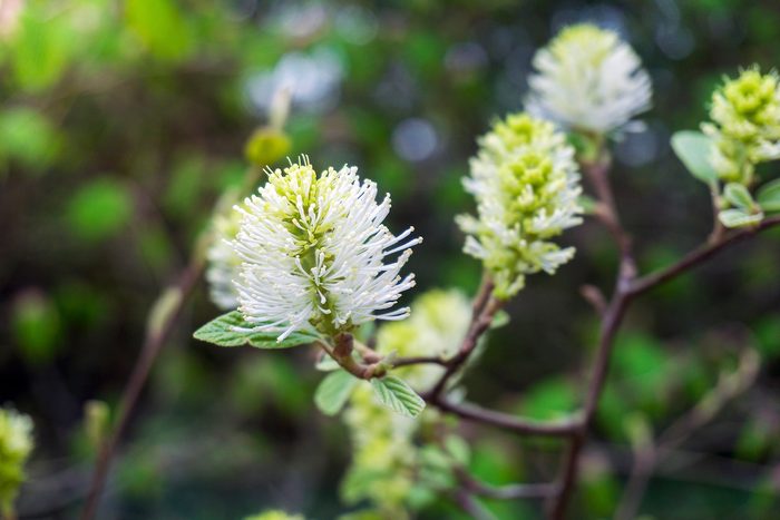 Close Up,of,flowering,white,dwarf,fothergilla,(fothergilla,gardenii),in,spring. white flowering shrubs