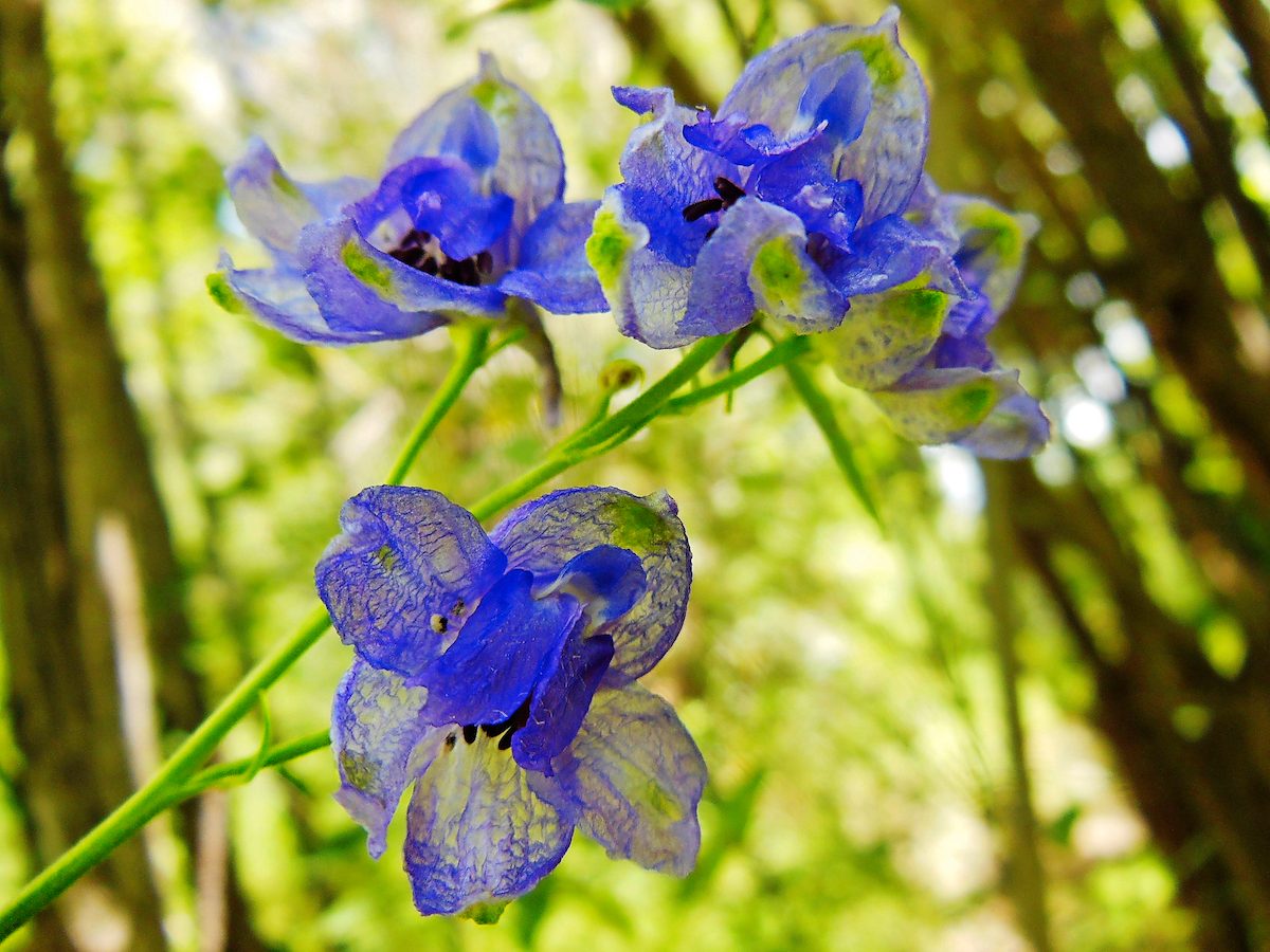 native delphinium
