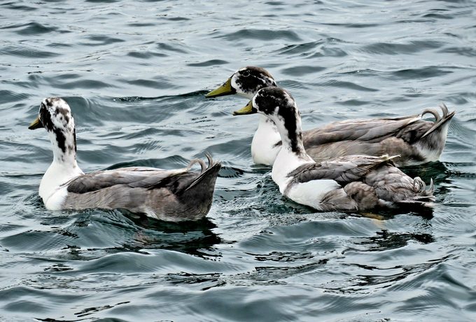Domestic mallard ducks